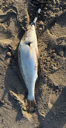 オオニベの釣果