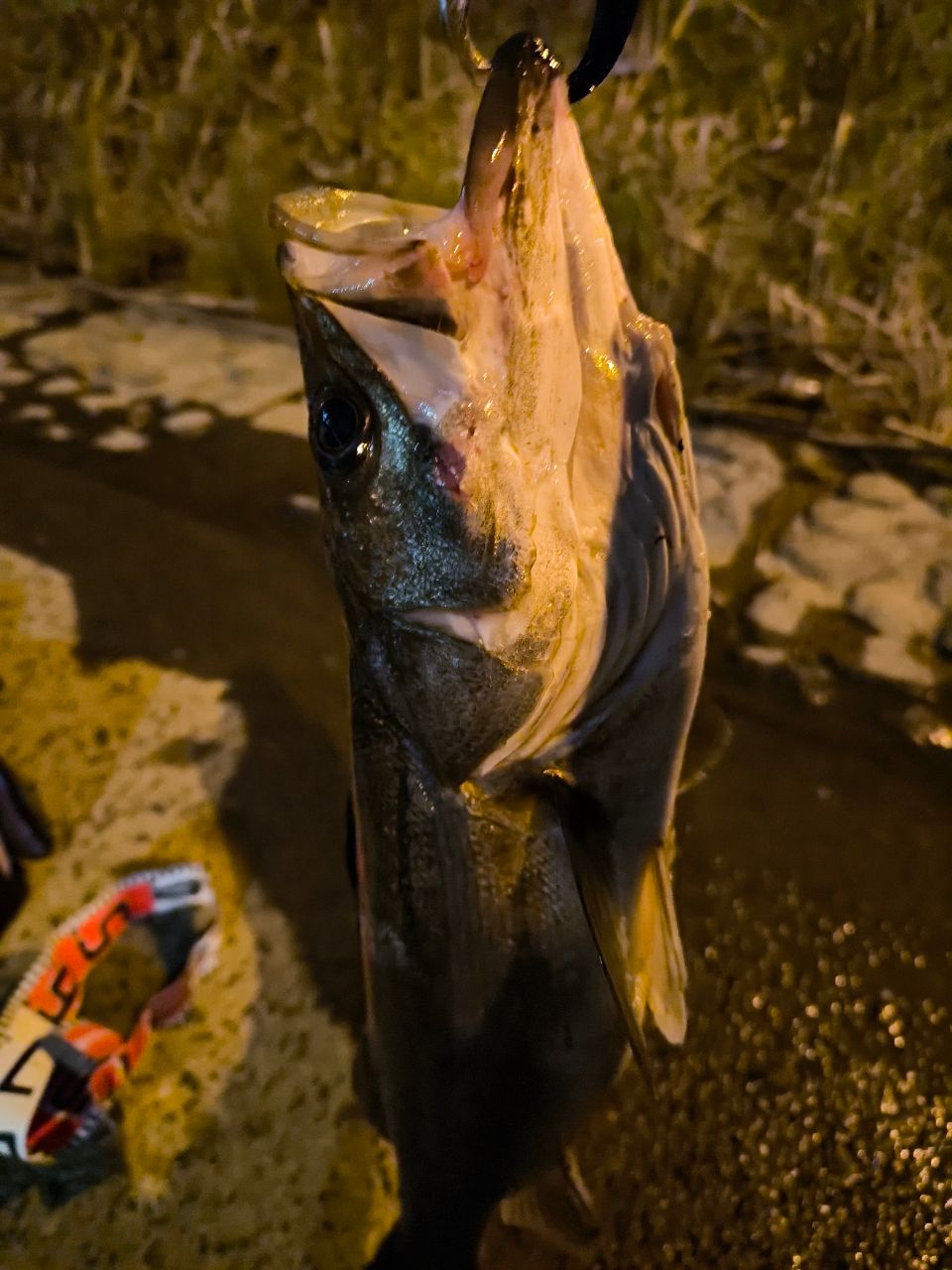 フッコ（マルスズキ）