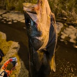 フッコ（マルスズキ）