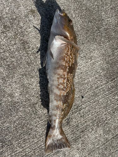 アイナメの釣果