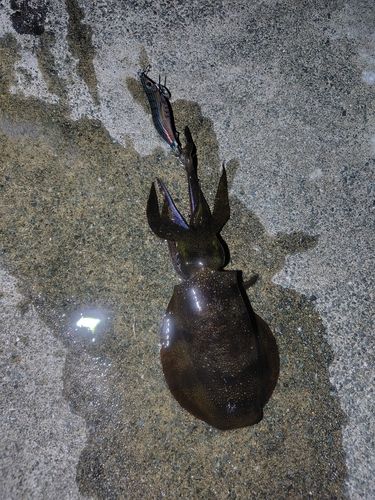 アオリイカの釣果