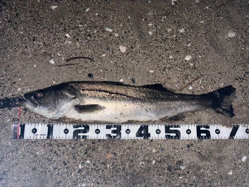 新舞子海岸（いわき）