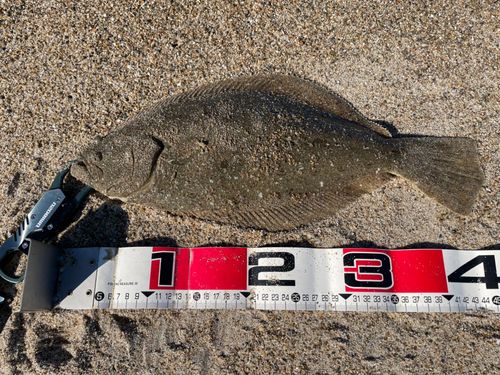 ヒラメの釣果