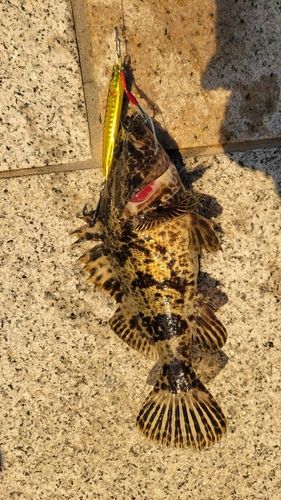 タケノコメバルの釣果