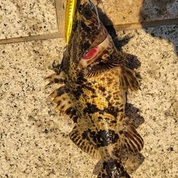 タケノコメバル