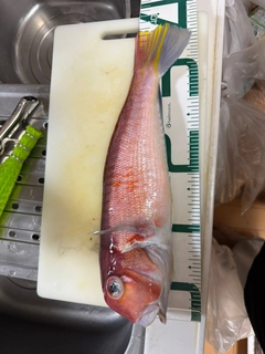 アカアマダイの釣果