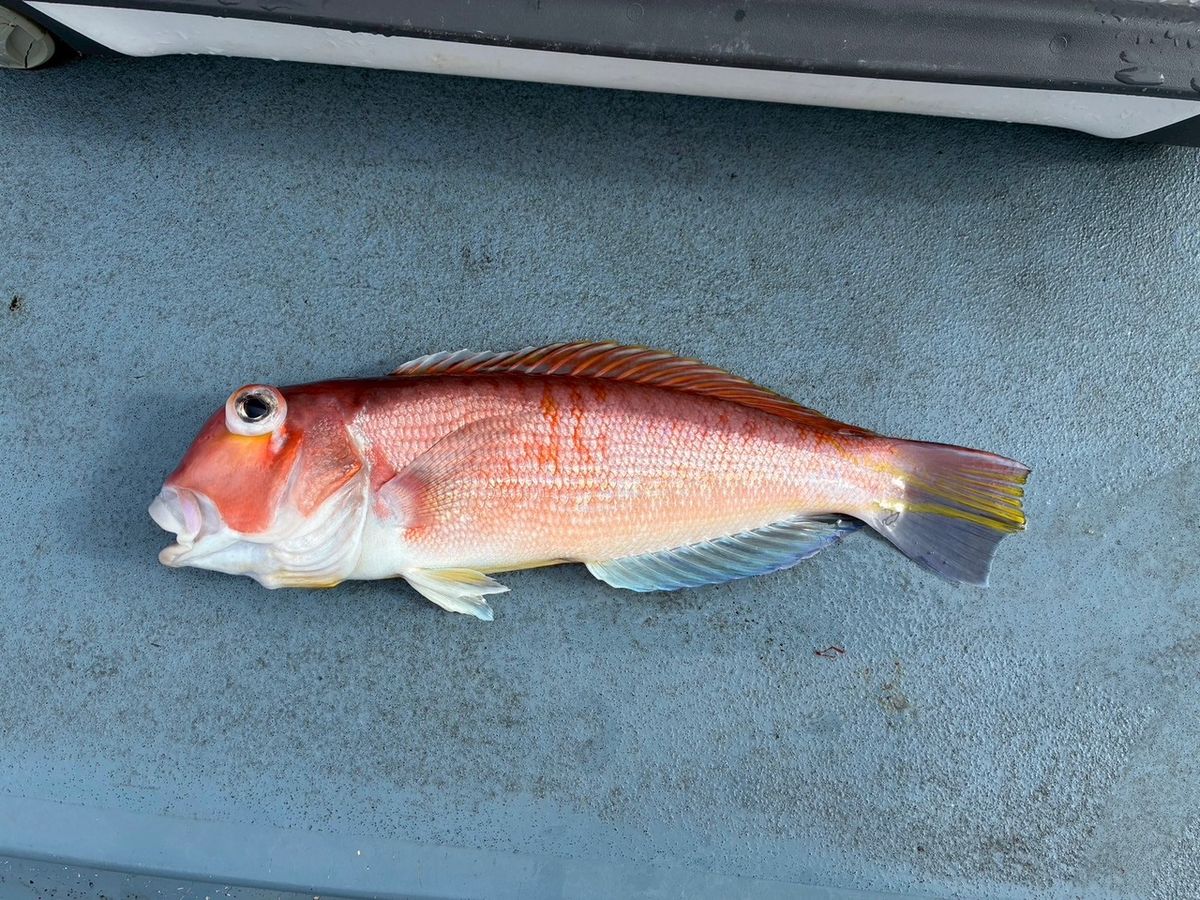 毎日夏休みさんの釣果 2枚目の画像