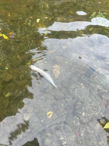 オイカワの釣果