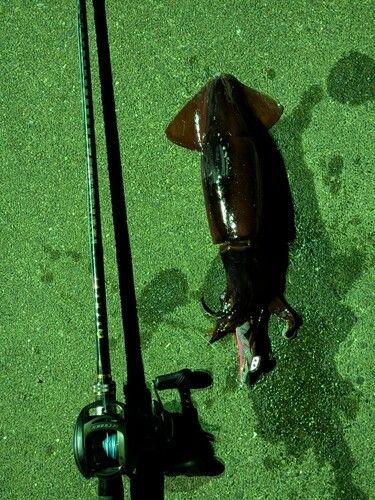 ヤリイカの釣果