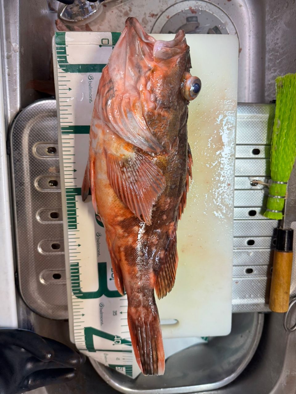 毎日夏休みさんの釣果 1枚目の画像