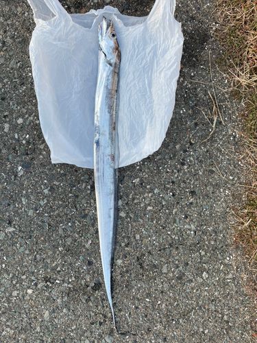 タチウオの釣果