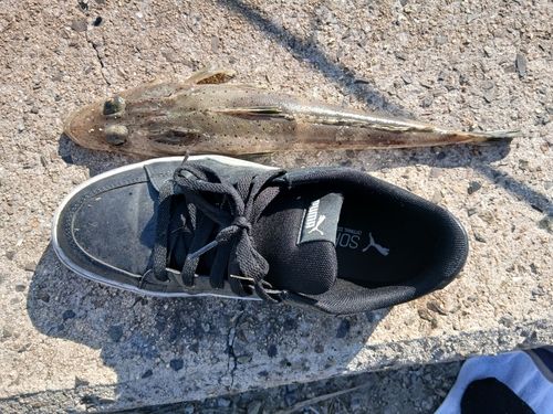 ワニゴチの釣果