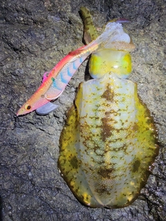 アオリイカの釣果