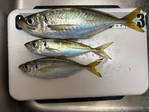 アジの釣果