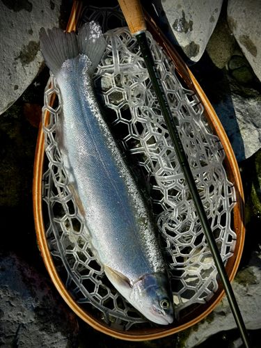 ニジマスの釣果