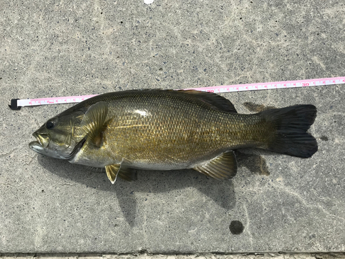 スモールマウスバスの釣果