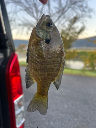 ブルーギルの釣果