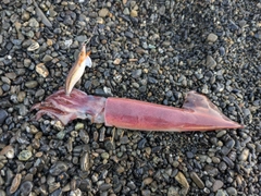 ケンサキイカの釣果