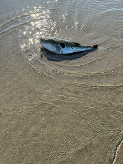 トラフグの釣果