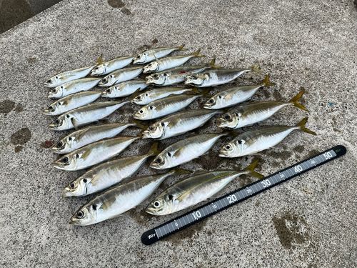 アジの釣果