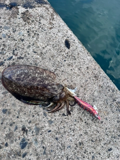 コウイカの釣果