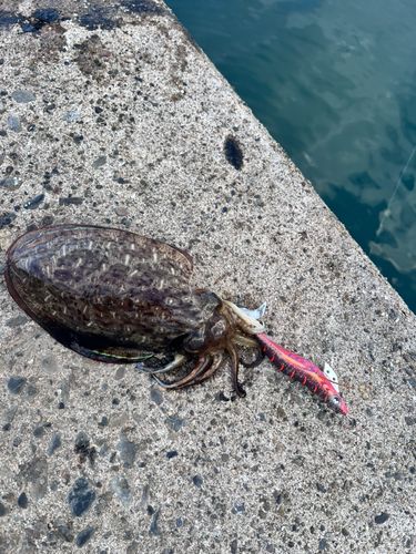 コウイカの釣果