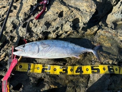 ハガツオの釣果