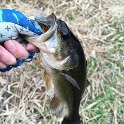 ラージマウスバス