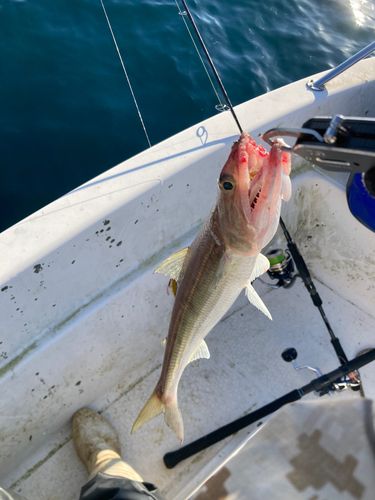 エソの釣果