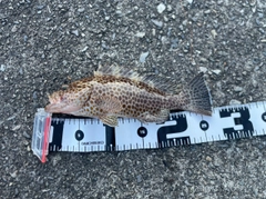 オオモンハタの釣果