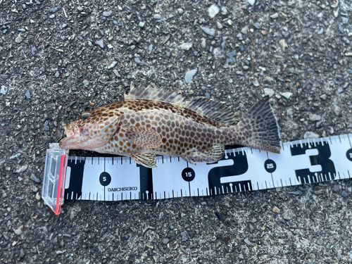 オオモンハタの釣果