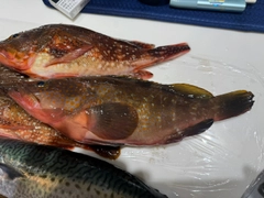 キジハタの釣果