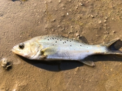 セイゴ（タイリクスズキ）の釣果
