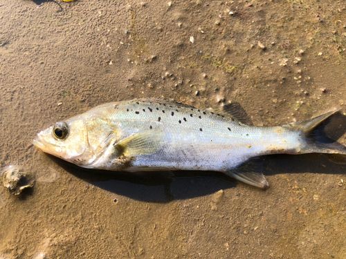 セイゴ（タイリクスズキ）の釣果