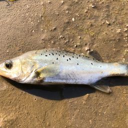 セイゴ（タイリクスズキ）