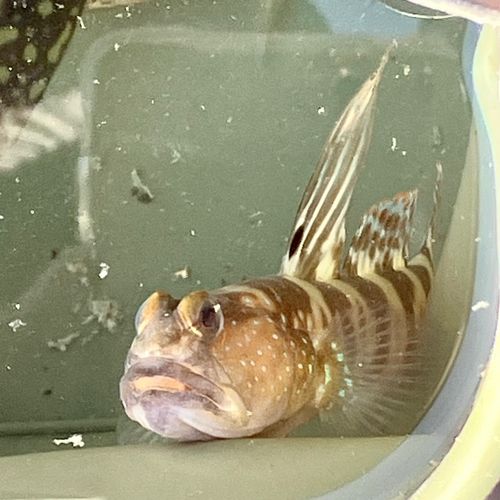 磯子海づり施設