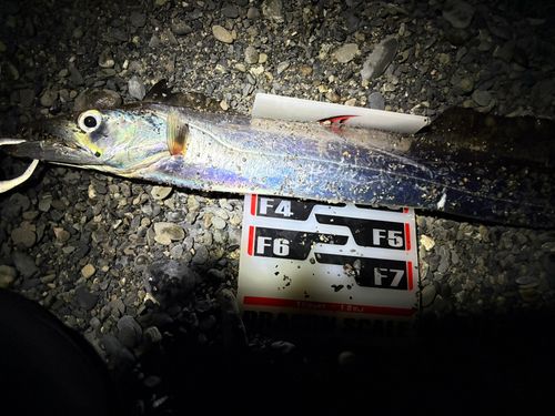 タチウオの釣果