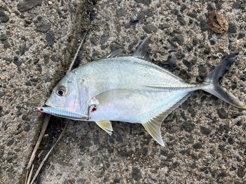 ロウニンアジの釣果