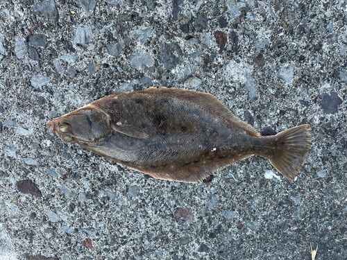 カレイの釣果
