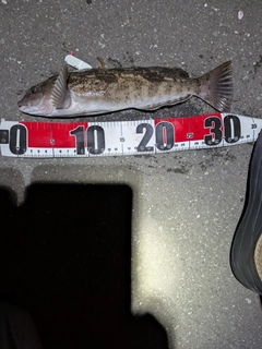 アイナメの釣果