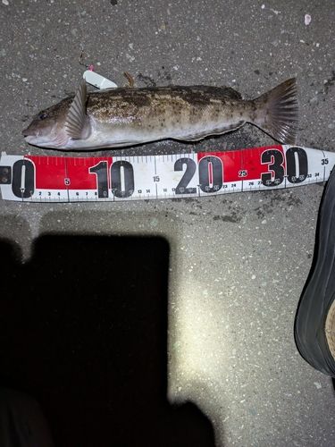 アイナメの釣果