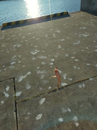 アナハゼの釣果