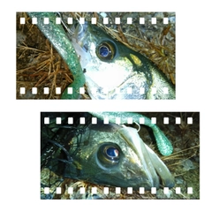 フッコ（マルスズキ）の釣果