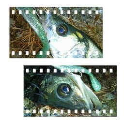 フッコ（マルスズキ）