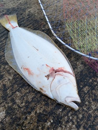 ヒラメの釣果