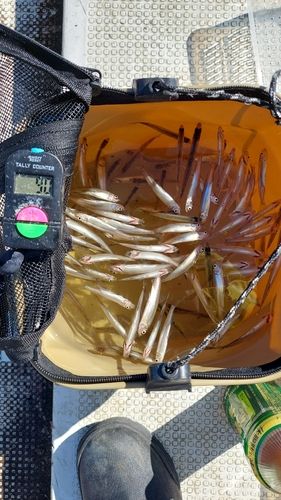 ワカサギの釣果