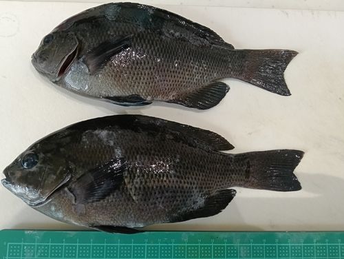 金沢水際線緑地（福浦岸壁）