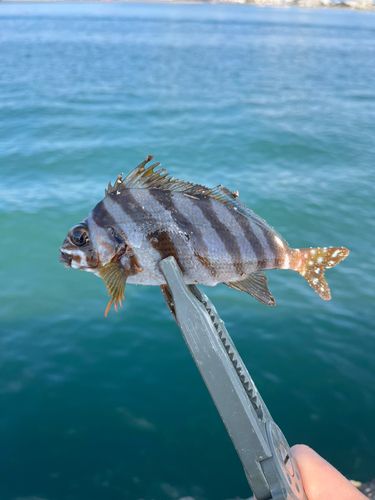 タカノハダイの釣果