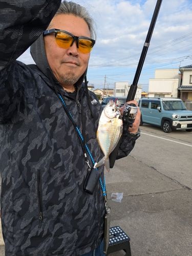 ヒラアジの釣果