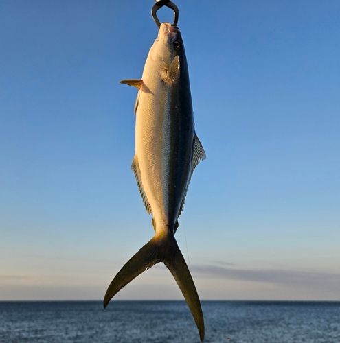 ツムブリの釣果